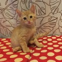 慣れ慣れ美形ミルクティ1か月子猫ちゃん