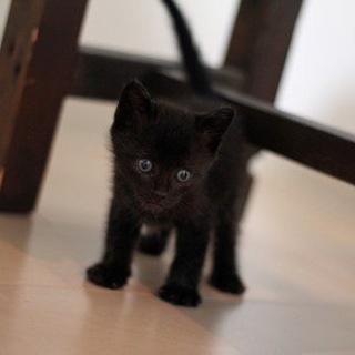 生後１か月の黒の元気な男の子です！