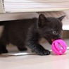 生後１か月の黒の元気な男の子です！ サムネイル2