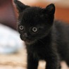 生後１か月の黒の元気な男の子です！ サムネイル4