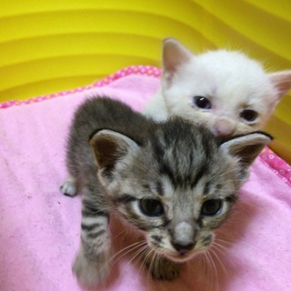 乳飲み子 アメショMix青目 白♂トラ♀一緒に