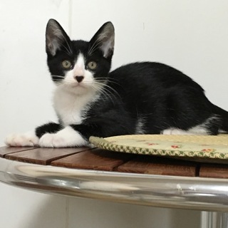 人馴れした穏やかな仔です