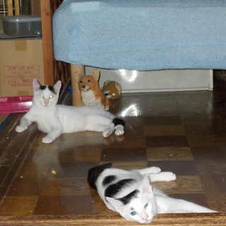 元気な子猫、２匹里親募集中！！