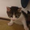 生後１か月の子猫 です サムネイル2