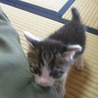 生後１か月の子猫 です サムネイル3