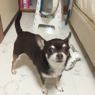 里親さん募集中です！