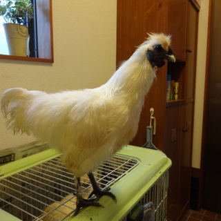 白い烏骨鶏　男の子です　生後4か月