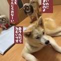 まだまだ子犬の秋田犬『サク』ちゃん　