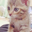 可愛いメスの子猫ちゃん