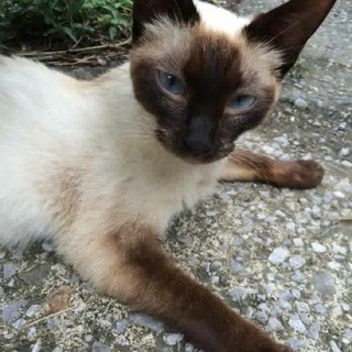 シャム猫☆女の子