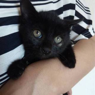 生後50日の女の子（お見合い予定です）