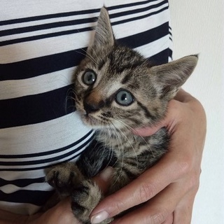 生後50日くらいの男の子（お見合い予定です）