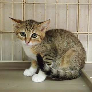 リカちゃんファミリーの　わたる君です