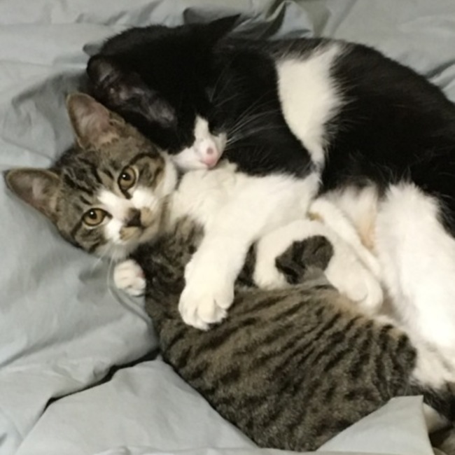 タケタケシのカバー写真