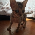 2匹の子猫の里親募集です