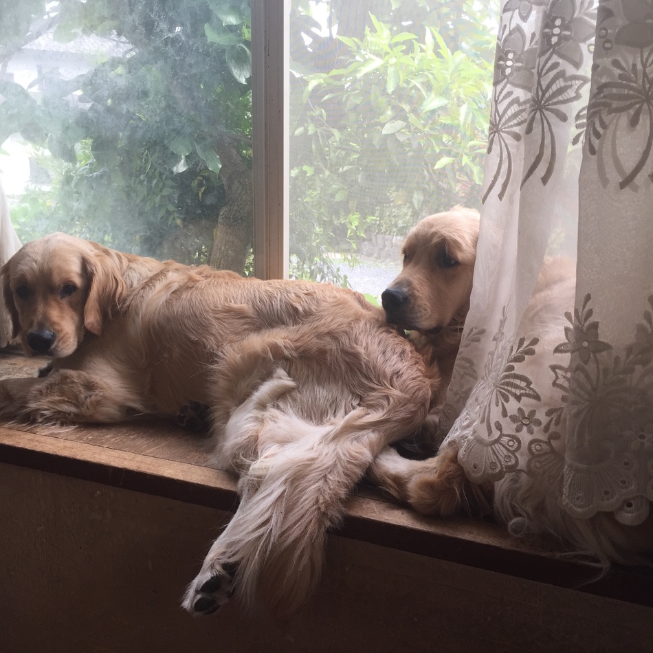 悠(ハル)のカバー写真