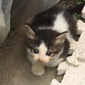 可愛い子猫ちゃんの里親さん募集