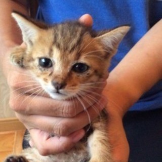 茶キジ男の子☆あじくん