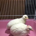 ヒメウズラ、4匹の里親決まりました。
