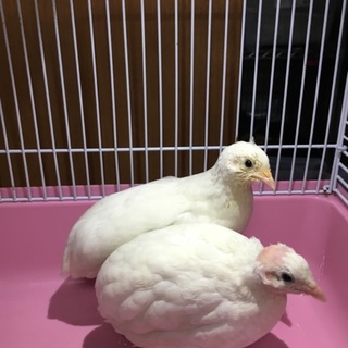 ヒメウズラ、4匹の里親決まりました。