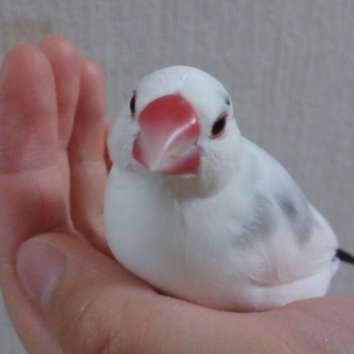 ３才の文鳥♀手乗りです