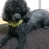 トイプードル２匹の里親を募集いたします。 サムネイル2