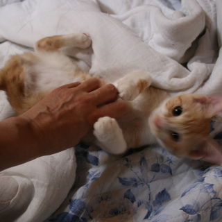 3本足のりおちゃんです