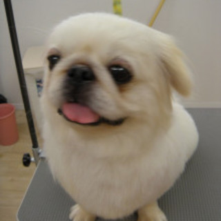 ペキニーズの男の子推定4歳希色くん
