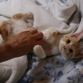 3本足でもとっても元気なりおちゃんです