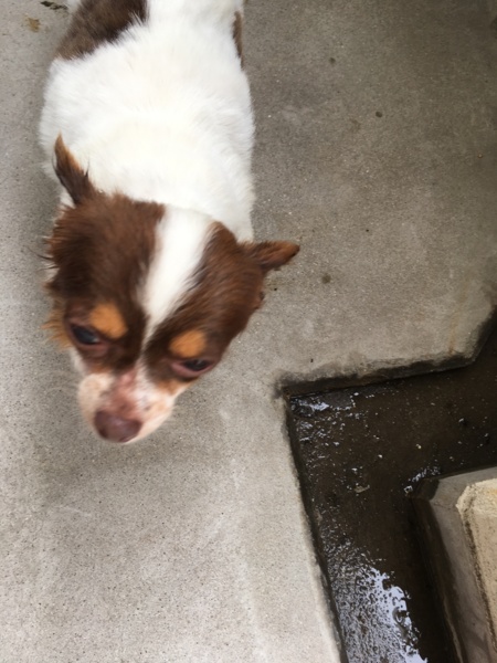 チワワの女の子推定6歳アニー サムネイル3