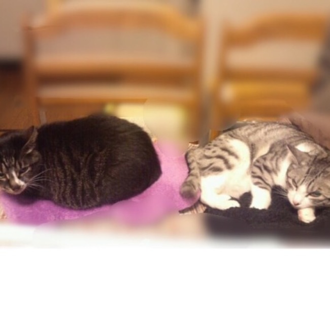 yunsama0112のカバー写真
