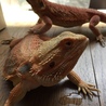 の写真