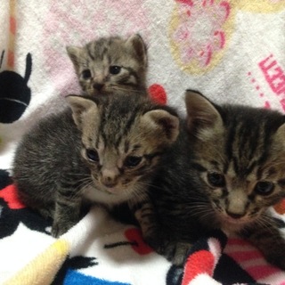 生後2ヶ月の子猫