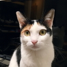 HANA