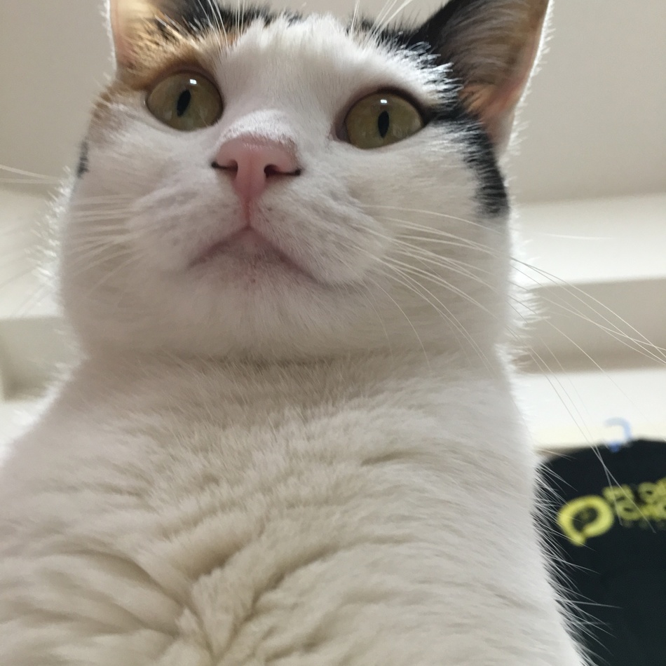 HANAのカバー写真