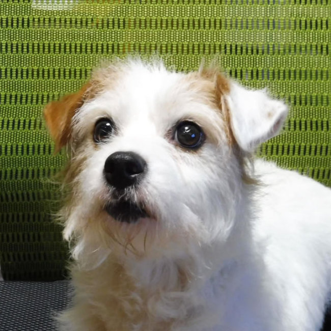 ヨシマギーのカバー写真