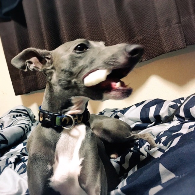 ばんびーのBambiのカバー写真