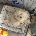 子犬のトイプードル