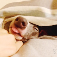 Bambi〔ばんび〕