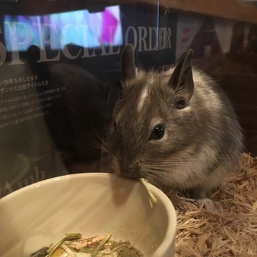 ウチに来たばかりの頃(6月上旬)、生後3ヶ月くらいのミーちゃんです(^^)
