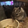 ウチに来たばかりの頃(6月上旬)、生後3ヶ月くらいのミーちゃんです(^^)