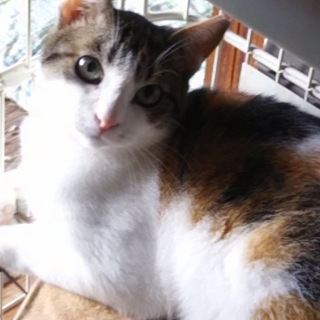 ツンデレ美猫のあさりちゃん