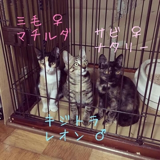 都市高下遺棄・レオン♂ マチルダ♀ ナタリー♀