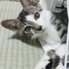 涼やかな目元がチャームポイント。とてもお利口さんです。