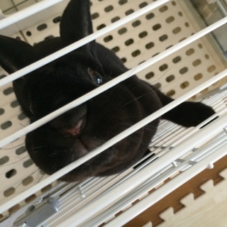 ミニレッキス 里親募集