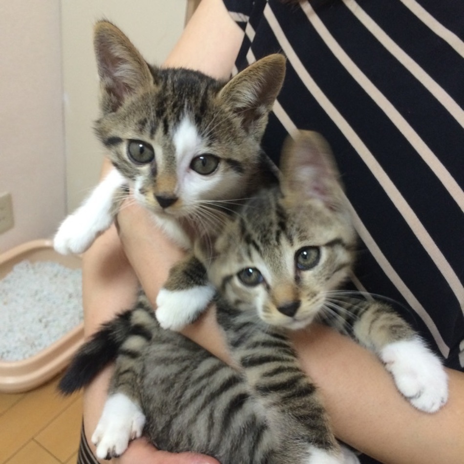 れおくん&ピノコちゃんのカバー写真