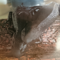 「頭の良いイモリの姉妹！」サムネイル2