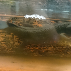 「頭の良いイモリの姉妹！」サムネイル3