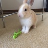 の写真