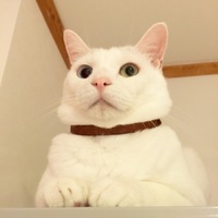 こいも